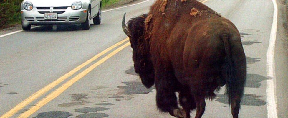 Bison v Car
